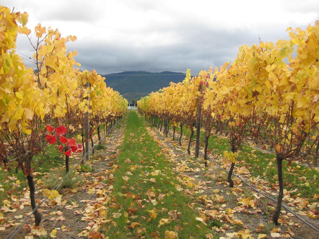 Korohi Vineyard Bnb Μπλένχαϊμ Εξωτερικό φωτογραφία